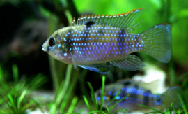 Pelmatochromis Thomasi / dwergcichlide