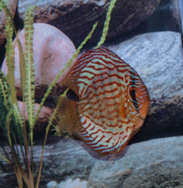 Symphysodon / Stendker Discus Rood Turqouise
