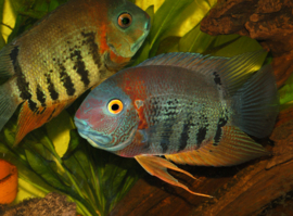 Heros Severum / Cichlasoma