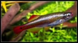 Tanichthys albonubes / Chinese danio