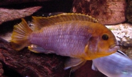 Iodotropheus Sprengerae / Malawi Cichlide