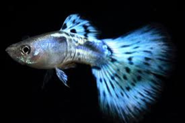 Poecilia reticulata Blue Cobra / Guppy Blauwe Cobra