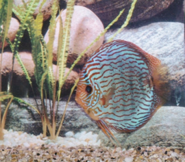 Discus cichlide gedrag