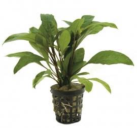 HYGROPHILA GUANENSIS