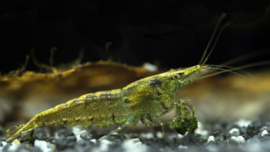 Caridina sp. Rainbow / Regenboog Garnaal