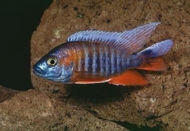 Aulonocara Jacobfreibergi / Malawi Cichlide