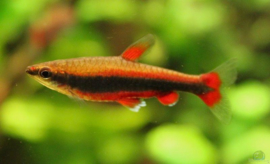 Nannostomus Beckfordi red / potloodvisje rood