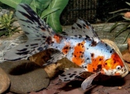 Goldfish Shubunkin
