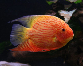Heros Severum Gold Red Spotted / Cichlasoma