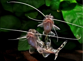 pimelodus pictus / gevlekte wels