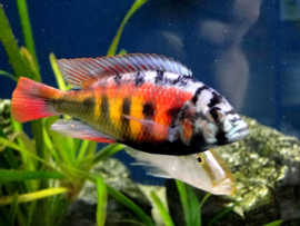 Haplochromis Migori CH44