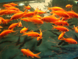 Melanochromis johanni red / Malawi Cichlide