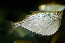 thoracocharax stellatus / blanke bijlzalm