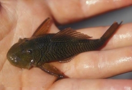L 334 Chaetostoma wild / Pantsermeerval