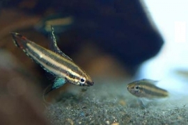 Licorice gourami - parosphromenus deissneri / Gourami