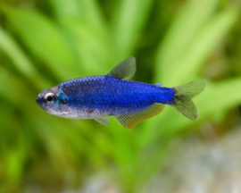 Inpaichthys Kerri Super Blue/ Keizertetra Super blauw