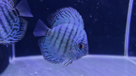 Symphysodon Aequifasciatus /  Discusvis Royal Blue