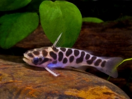 Tatia perugiae