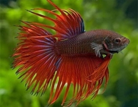 Betta Crown Tail / Siamese kempvis