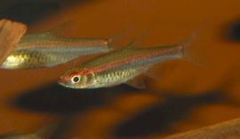 Trigonopoma pauciperforatum / Roodstreep rasbora