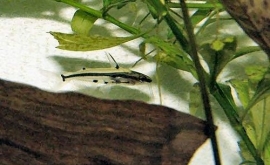 Hyalobagrus Ornatus / Dwerg Glaswels