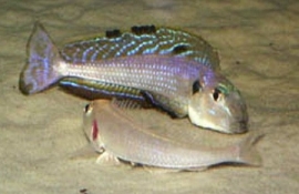 Xenotilapia  Melanogenys Utinta / Zandhapper