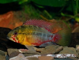 Apistogramma hongsloi / dwergcichlide