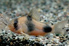 Corydoras Weitzmani / Pantsermeerval