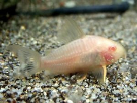 Corydoras Sterbai Albino / Pantsermeerval sterbai albino