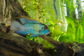 Andinocara Pulcher electric blue / Neon  cichlide