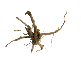 Driftwood Selected  DW55 - 52x30x22cm