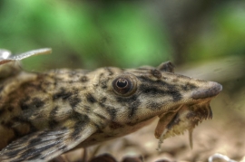 Loricaria parva / " Zweepstaart " Naaldmeerval