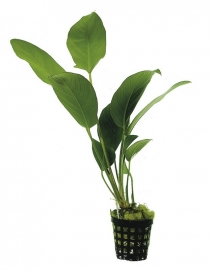 ANUBIAS HASTIFOLIA