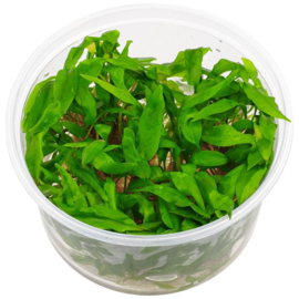 Cryptocoryne Undulata  In-Vitro cup 100cc