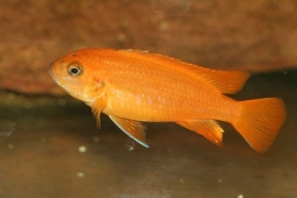 pseudotropheus coral red /malawi cichlide