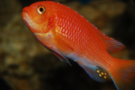 Pseudotropheus Zebra Red/Red