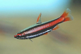 Nannostomus Marginatus / potloodvisje