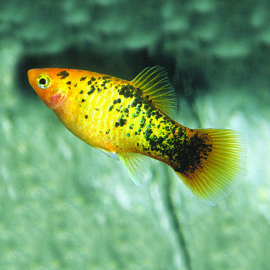 Xipho Maculatus Golden Leopard  / Golden leopard Platy