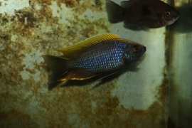 Copadichromis geertsi