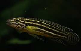 Julidochromis regani / tanganyika cichlide