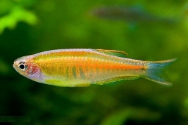 Danio Choprae  / Glowlight Danio