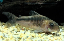 Corydoras Rabauti  / Pantsermeerval