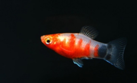 Xipho. Maculatus  Bleeding Heart /  Platy special