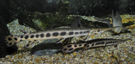 Lepisosteus Oculatus / Spotted Aligator Gar / Gevlekte kaaimansnoek