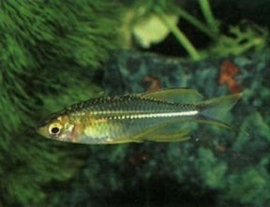 Telmatherina ladigesi  /celebes