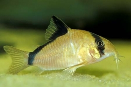 corydoras matae / pantsermeerval