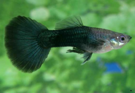 Poecilia reticulata Black Tuxedo / Guppy Black Tuxedo