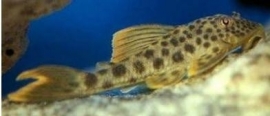 L 163 ancistomus / Big Spot Peckoltia