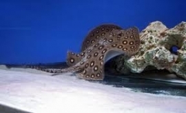 Potamotrygo Motoro / Rog