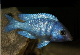 Placidochromis phenochilus tanzania